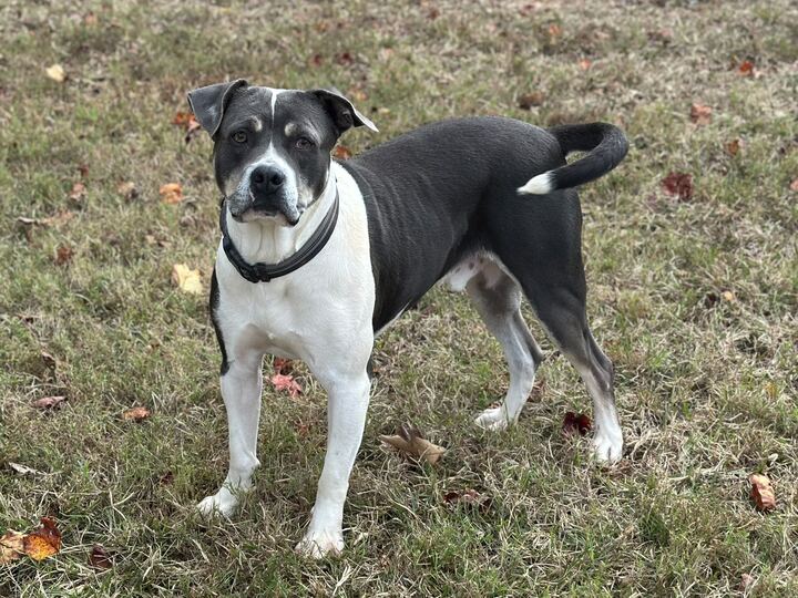 Photo 2 of 7 — Smokey Aug 23 - An SOS Dog