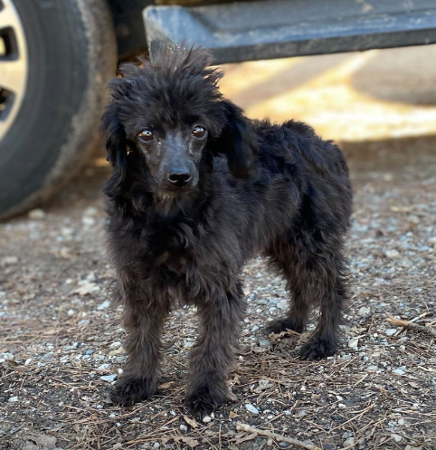 Photo 2 of 6 — Poppy Oct 23 - an SOS dog