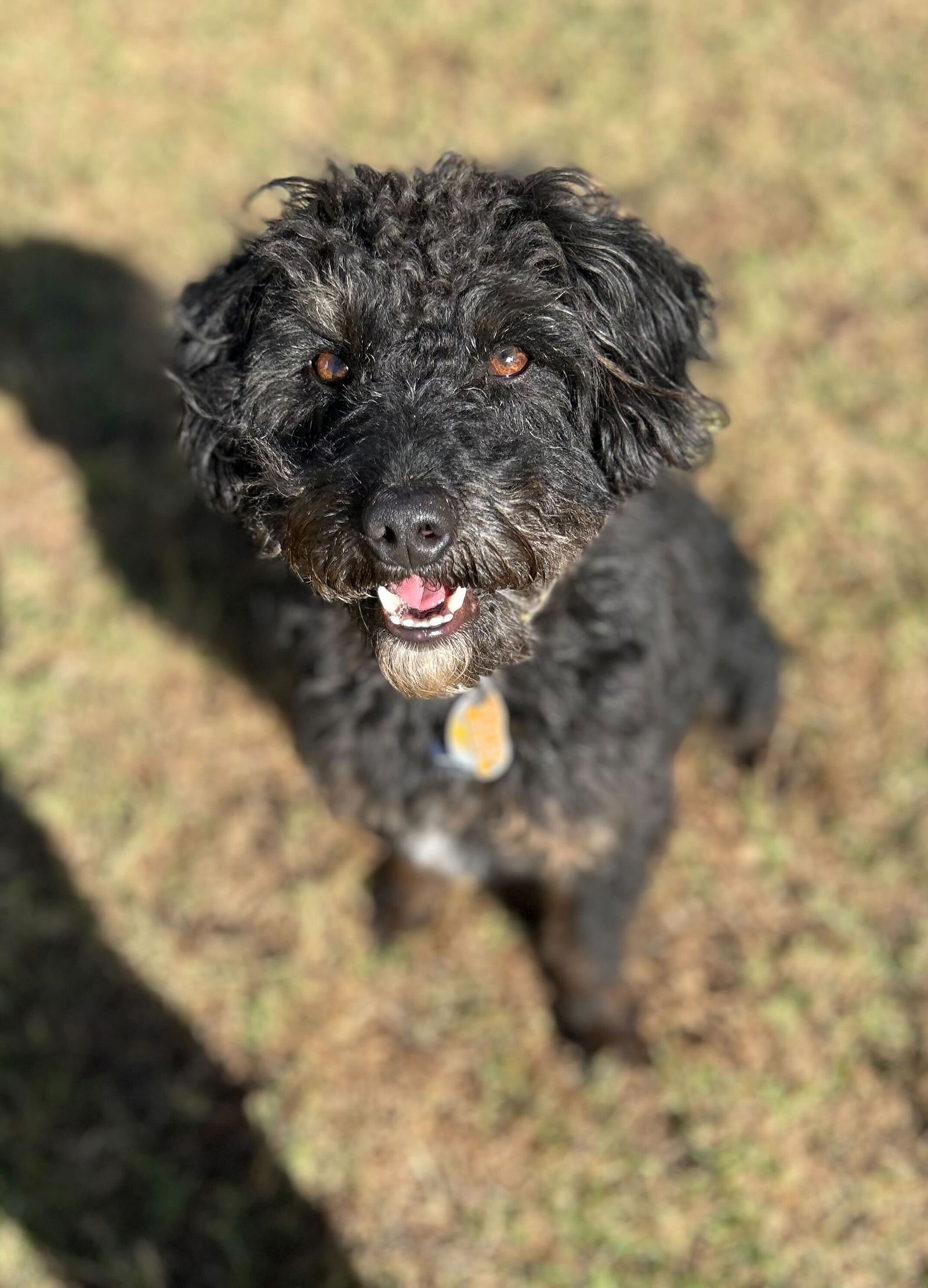 Dog Image