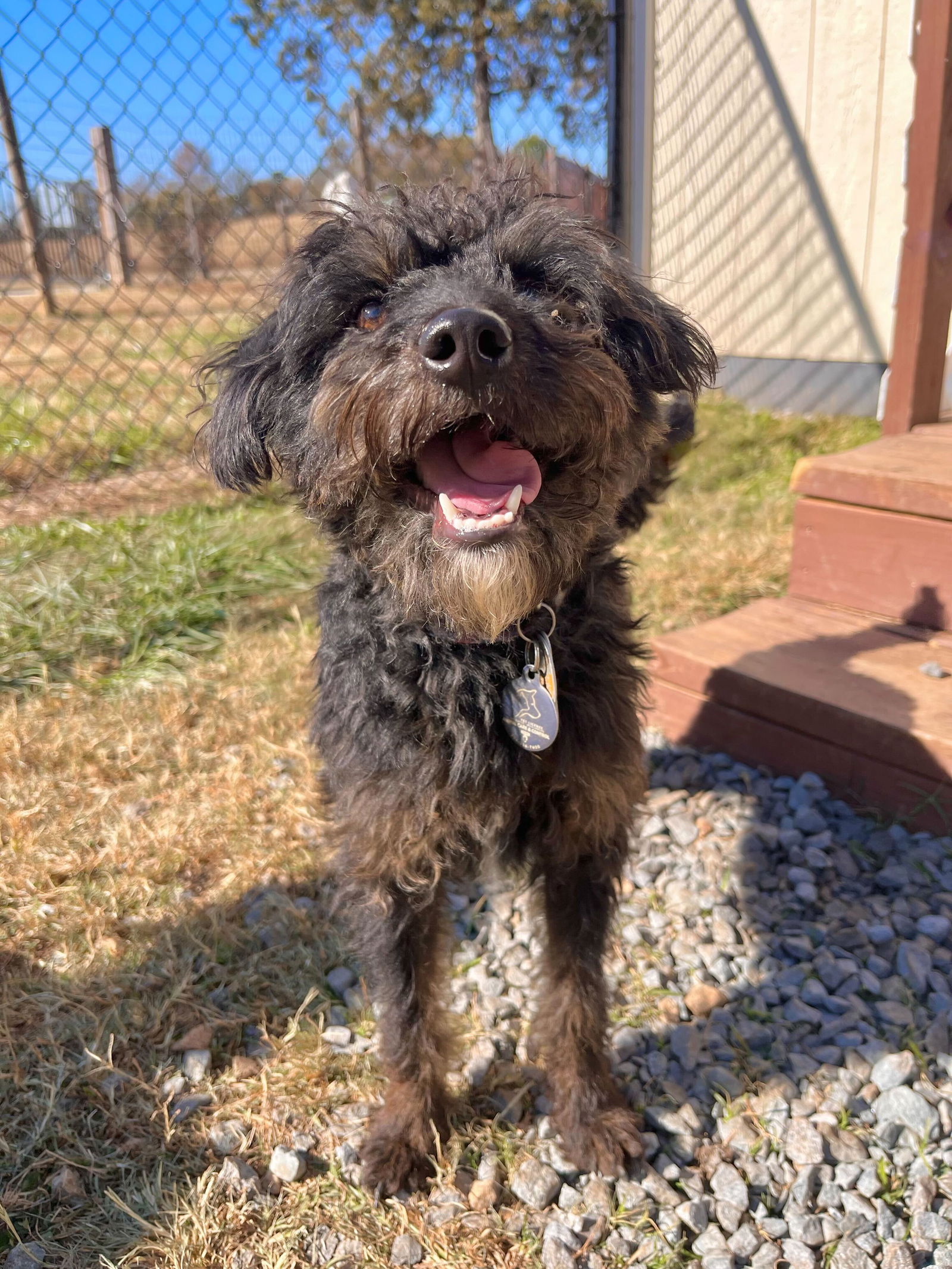 Dog Image