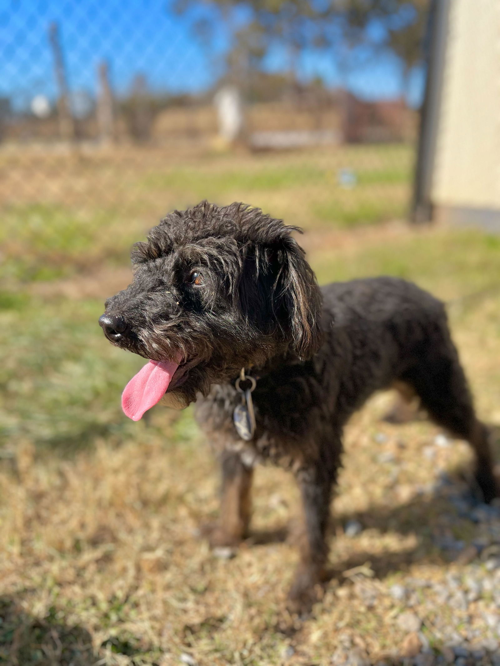 Dog Image