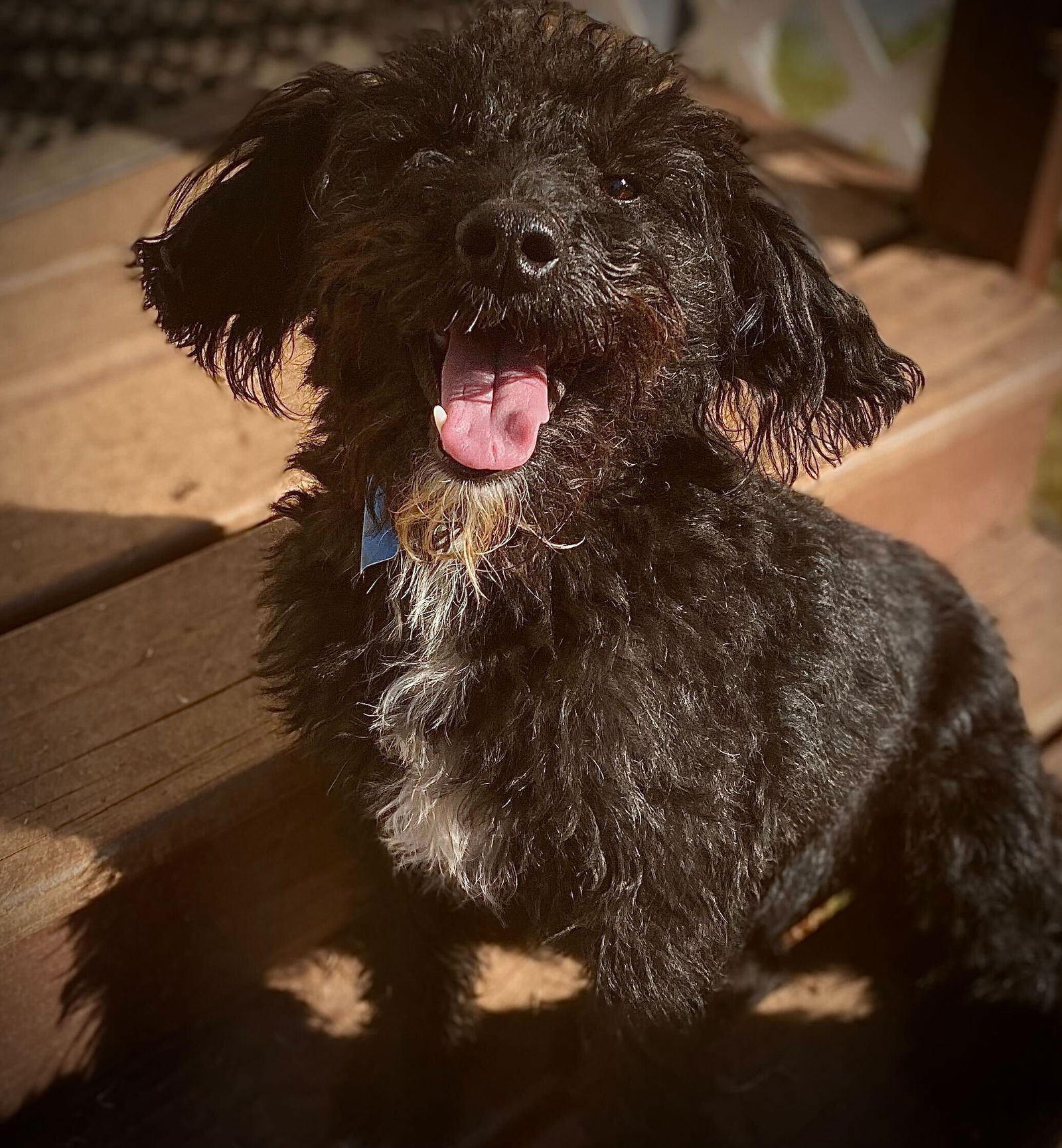 Dog Image