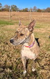 adoptable Dog in , SC named Athena Oct 23