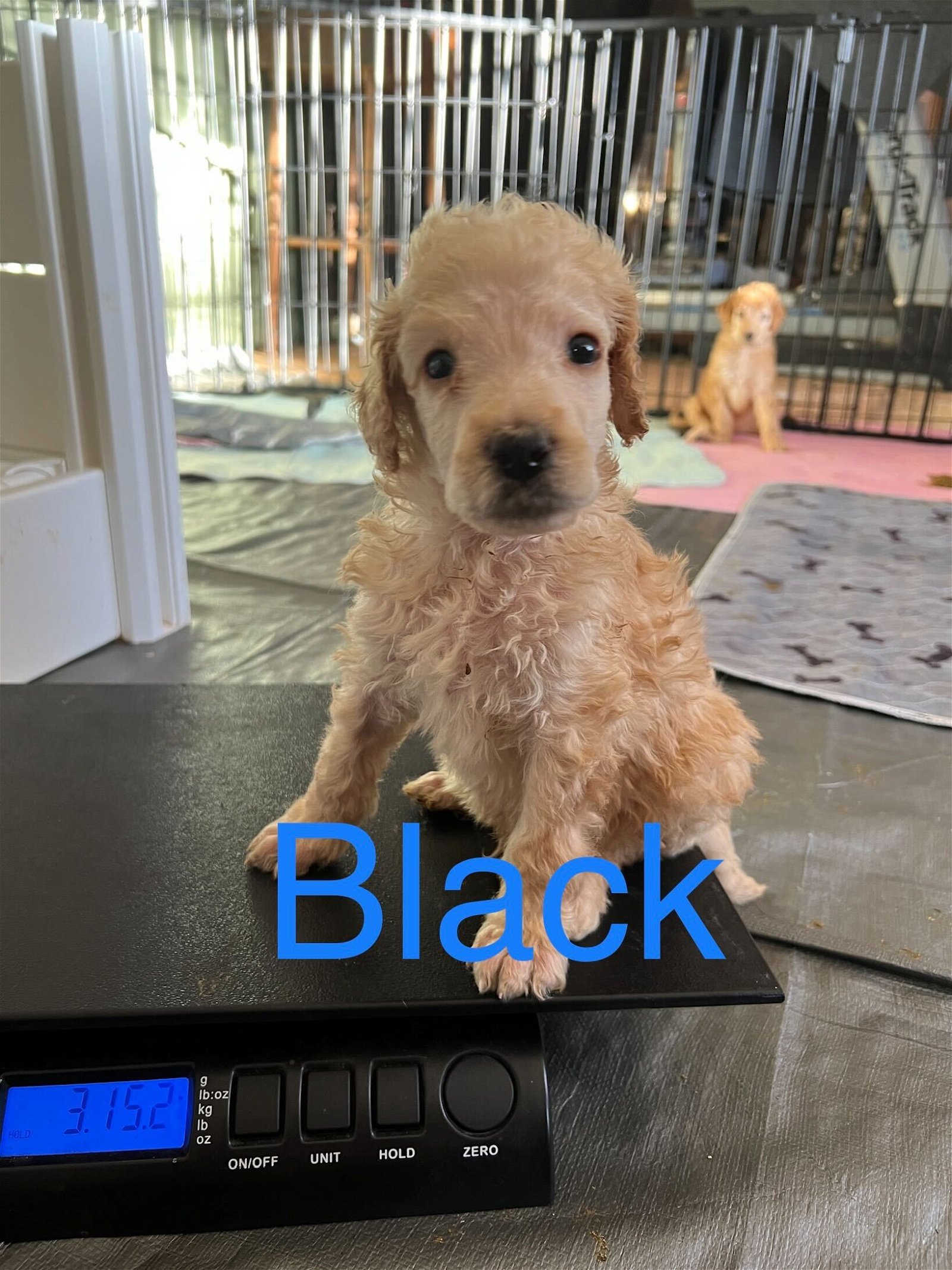 Sirius Black - A Ciri Pup