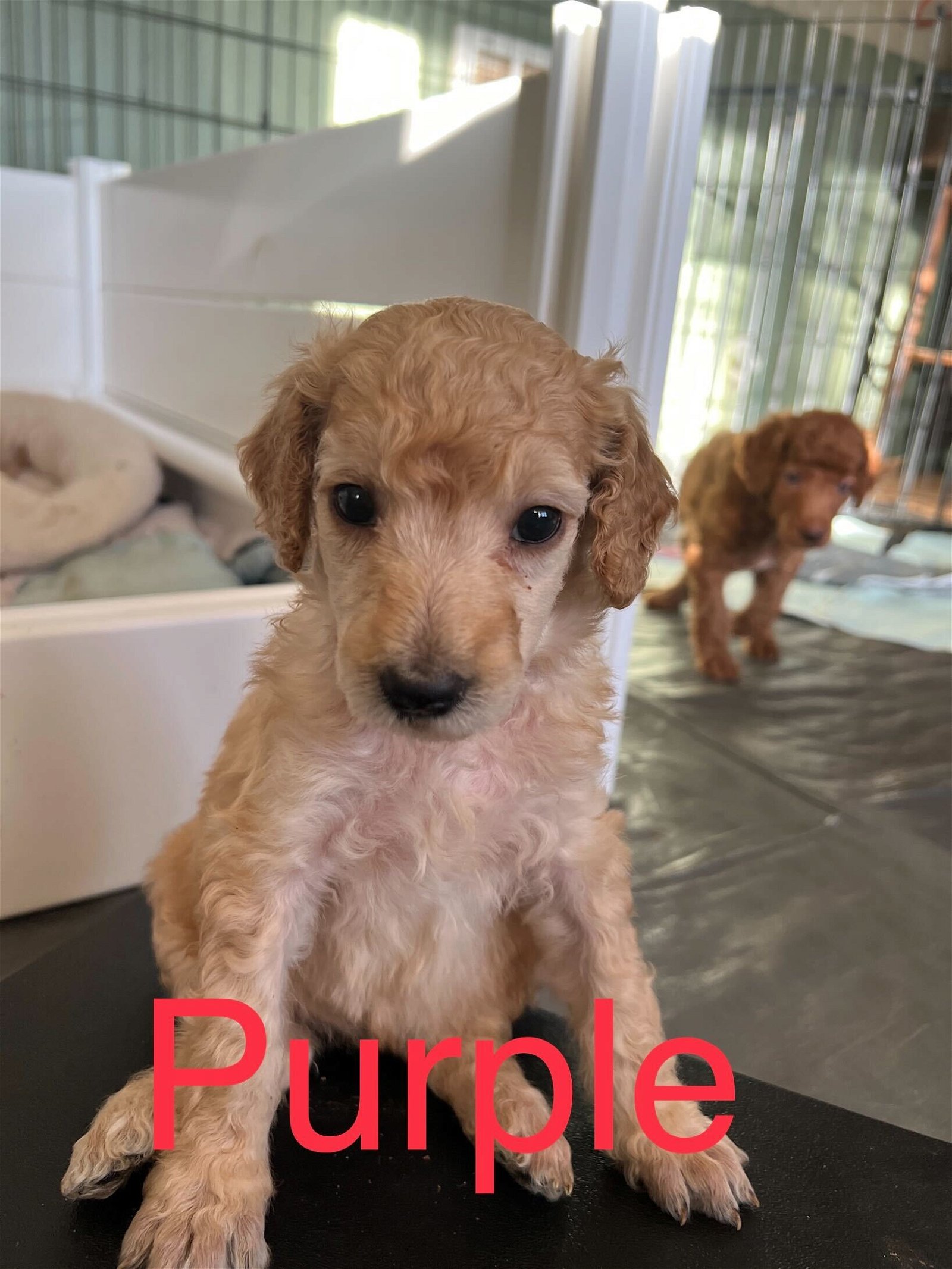 Kayla Purple - A Ciri Pup