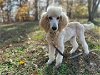adoptable Dog in , SC named Stewie Nov 23