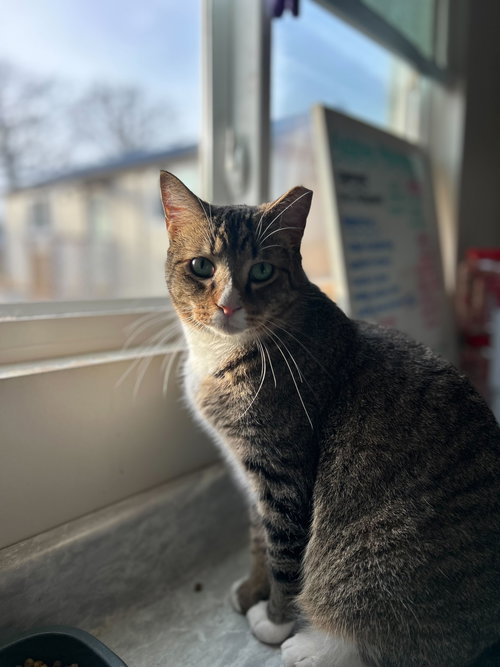 picture of the cat needing adoption
