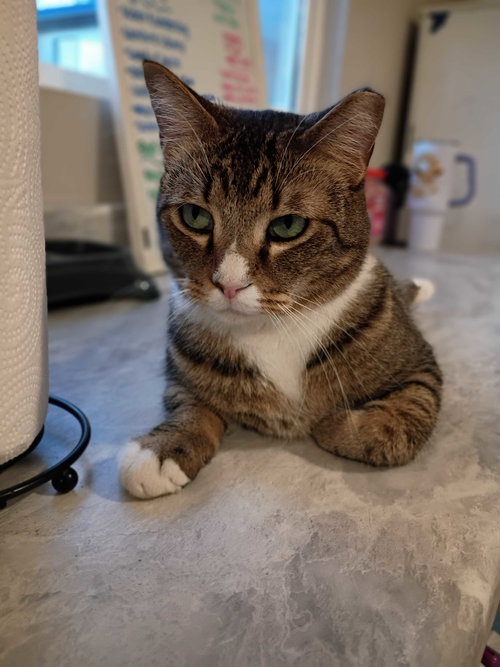 BUDDY NOV 23 - Domestic Short Hair available for adoption