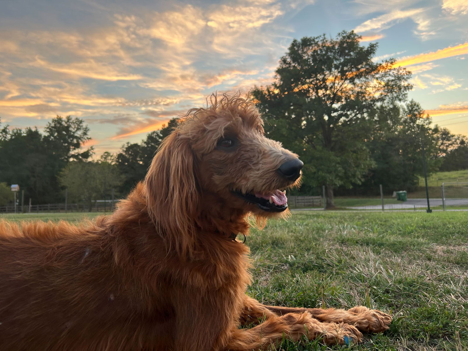 Available Dogs – Carolina Poodle Rescue