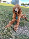 adoptable Dog in Pacolet, SC named Hershey Nov 23 - A Special Sebaceous Adenitis Boy