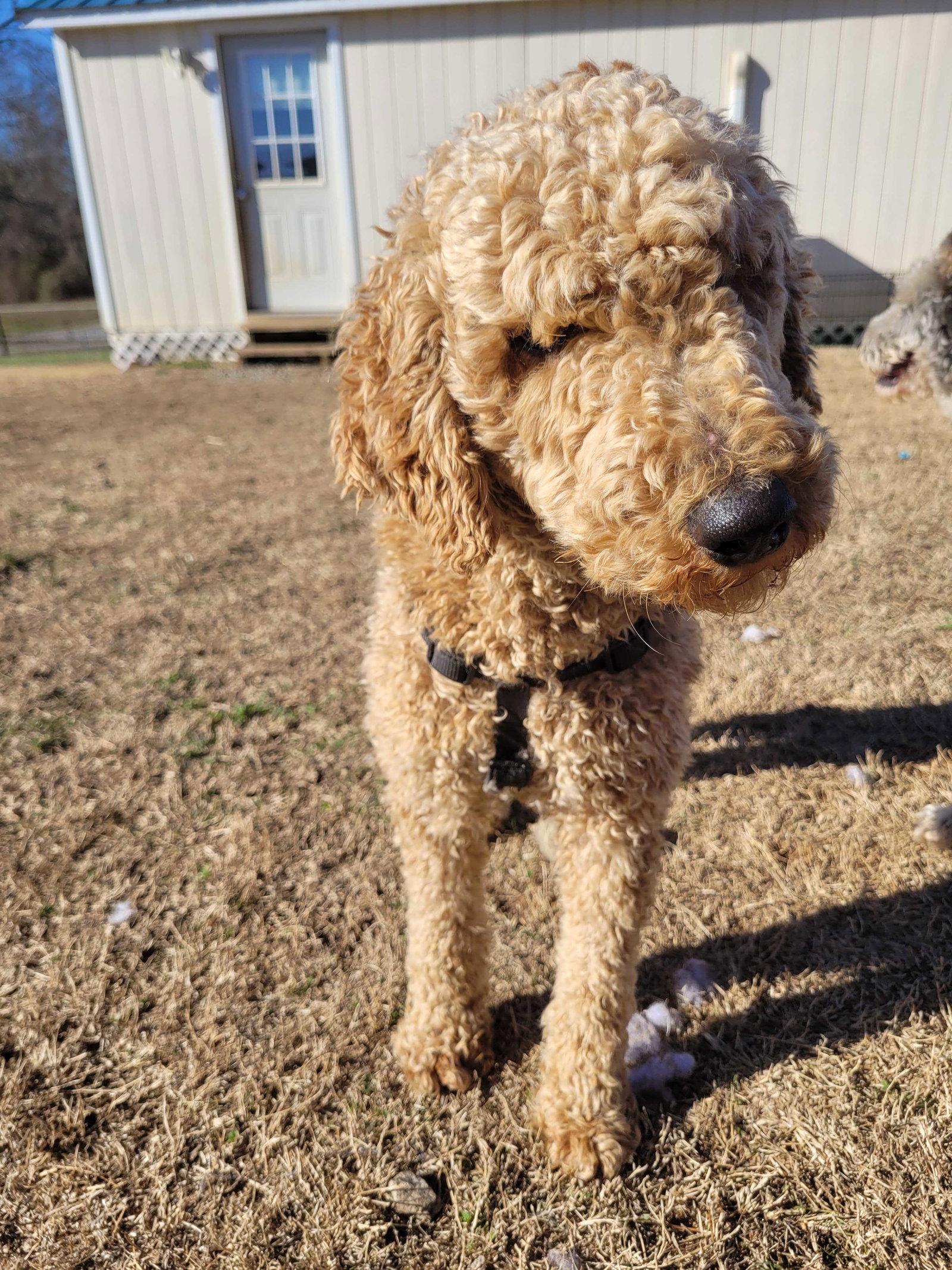 Dog Image