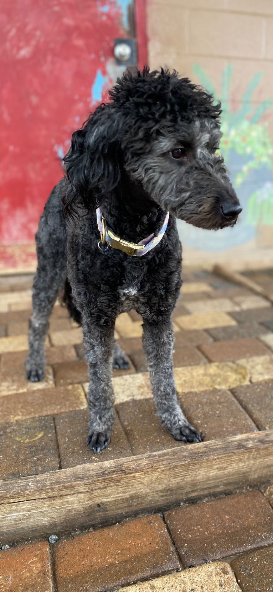 Meet An Adoptable Dog – Carolina Poodle Rescue