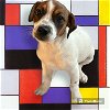 adoptable Dog in pacolet, SC named Tilly Dec23