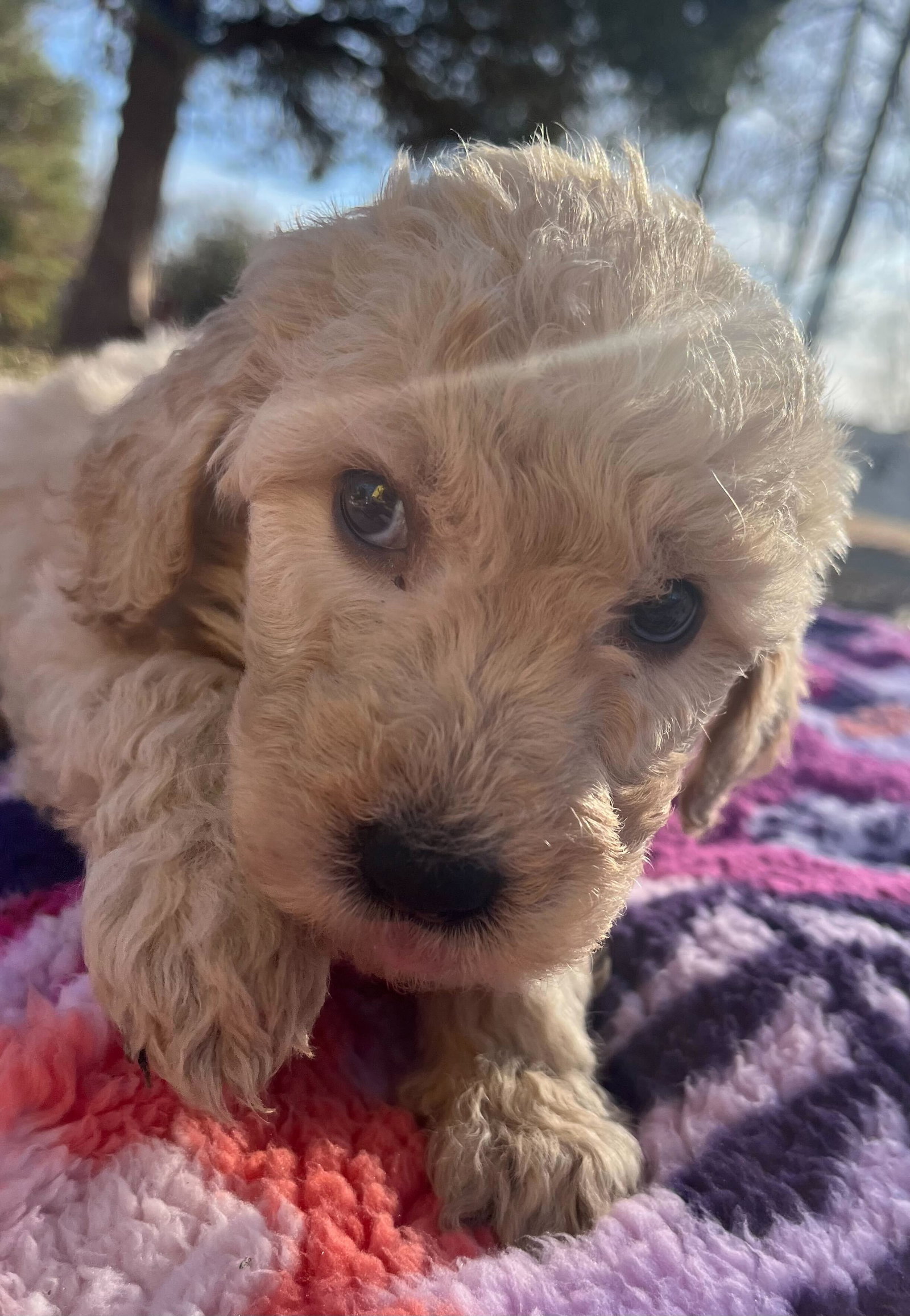 Dog for Adoption Iva Purple A Carolina Pup, a Golden Retriever in