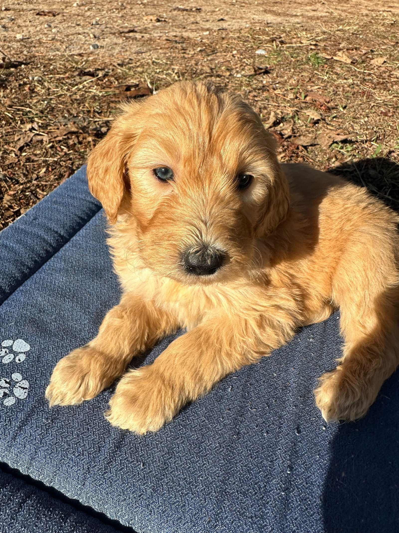 Dog for Adoption Wilson Orange A Carolina Pup, a Golden Retriever in Greenville, SC Alpha Paw