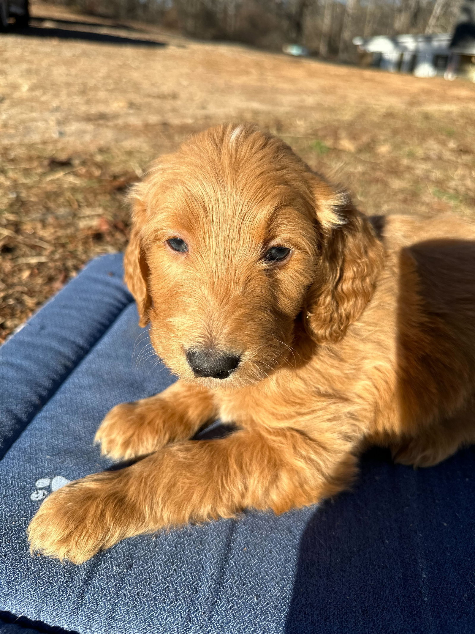Dog for Adoption Camden Blue A Carolina Pup, a Golden Retriever in Greenville, SC Alpha Paw