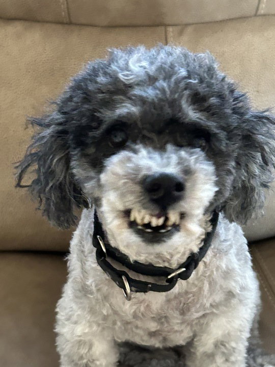 Dog for Adoption Oliver Dec 23 in foster in Rocky Mount NC, a Poodle