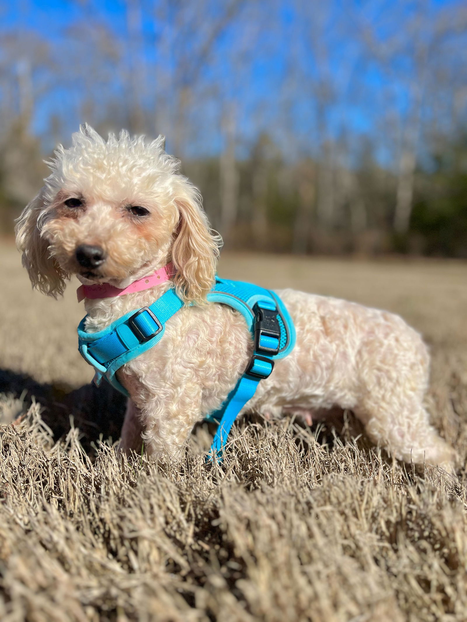 Meet An Adoptable Dog – Carolina Poodle Rescue