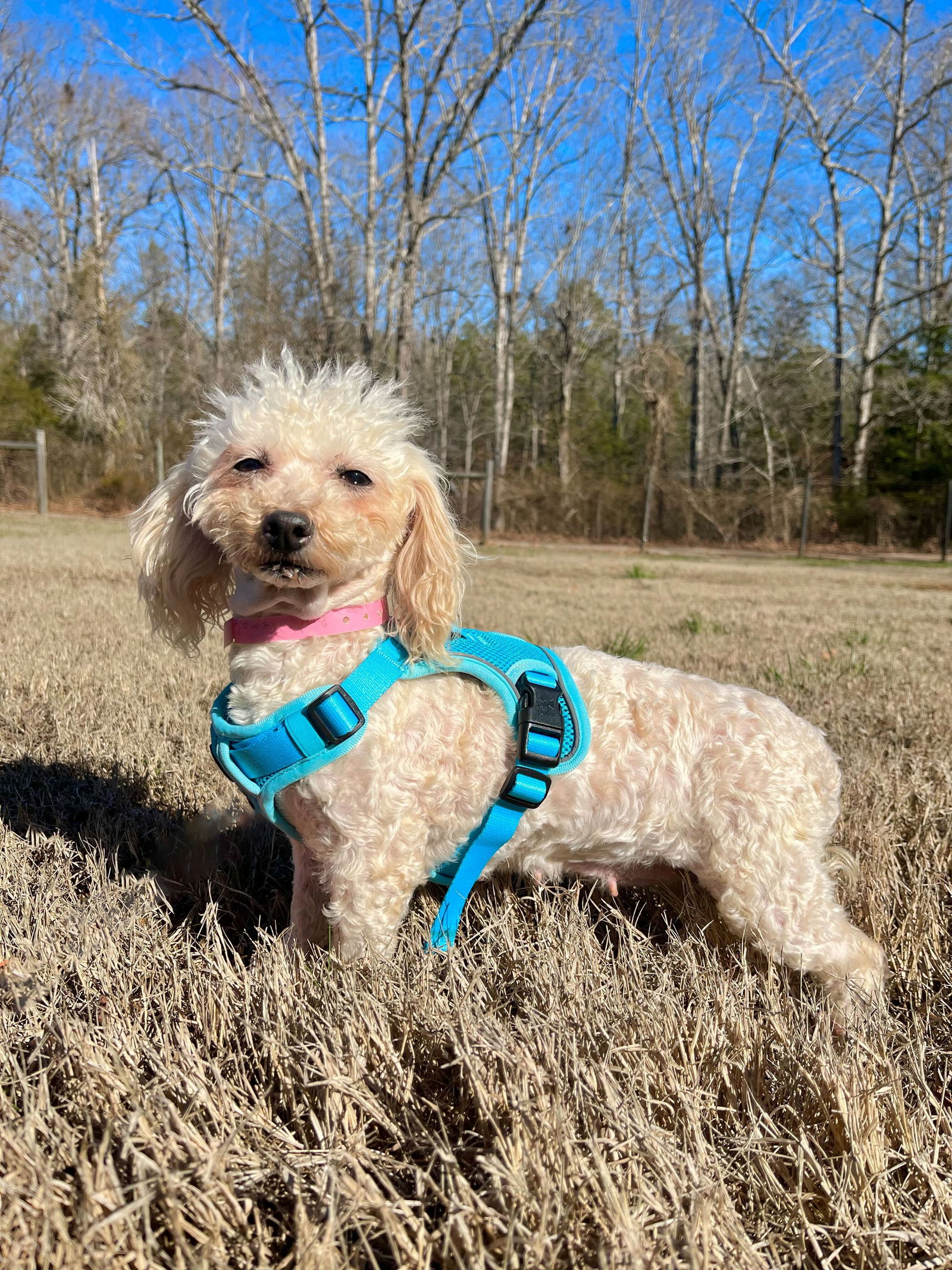 Dog Image
