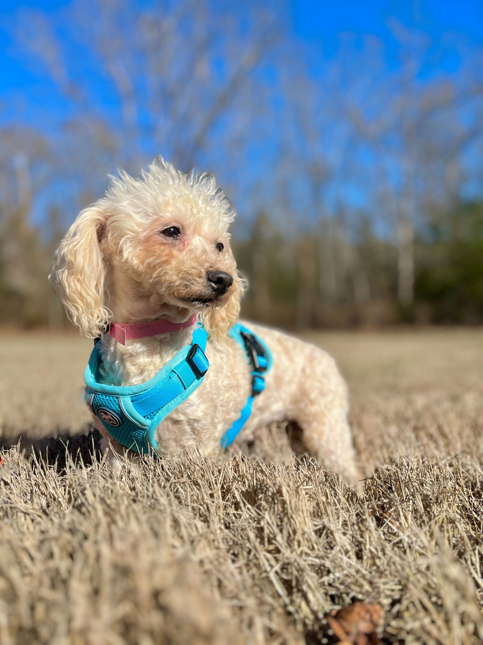 Dog Image