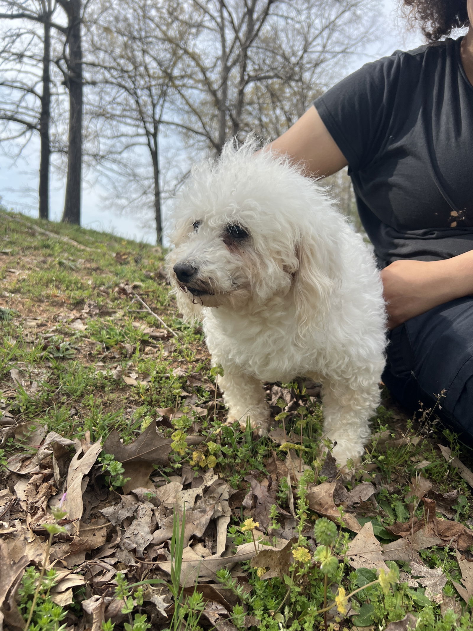 Dog Image