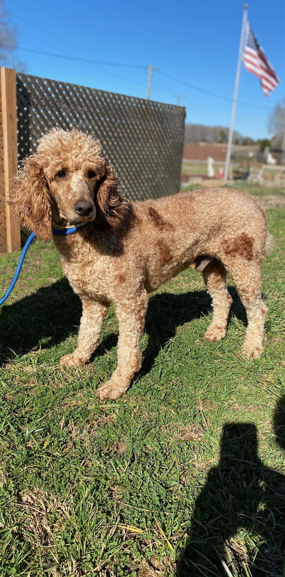 adoptable Dog in Pacolet, SC named Hummer OH Jan 24