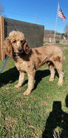 adoptable Dog in , SC named Hummer OH Jan 24