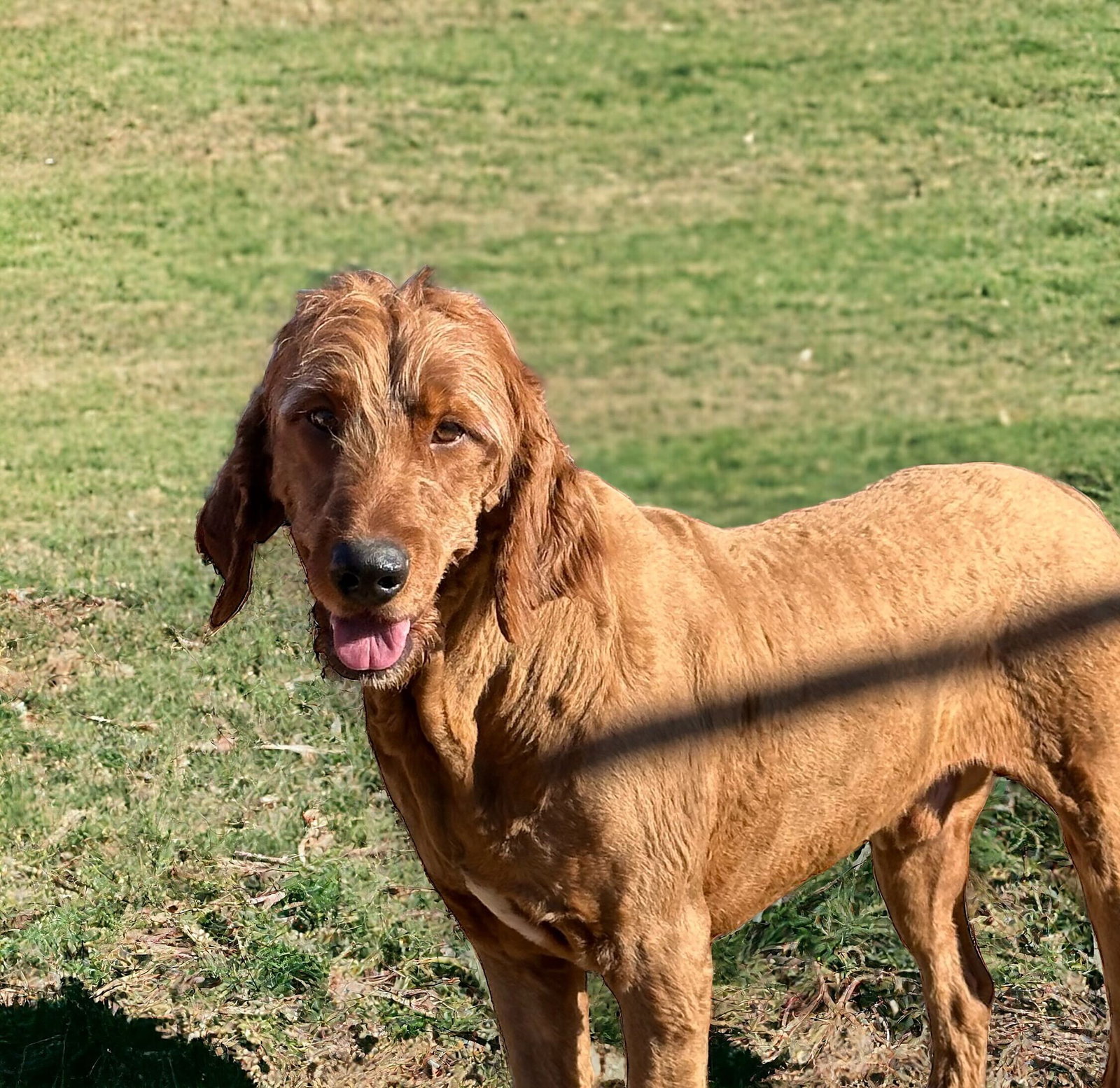 Dog for Adoption Duke OH Jan 24, a Golden Retriever in Whitmire, SC