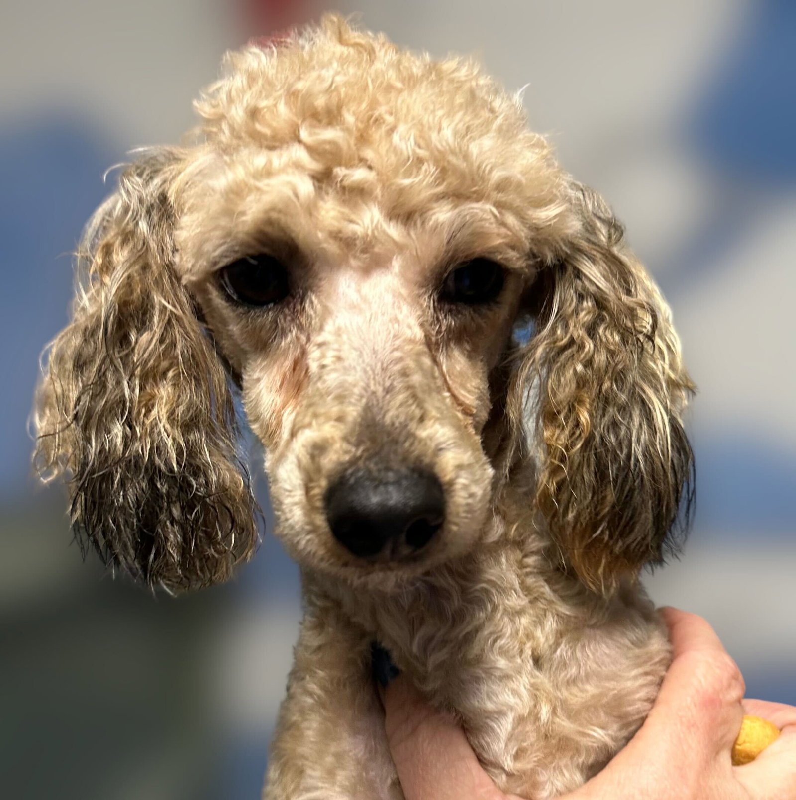 Dog Image