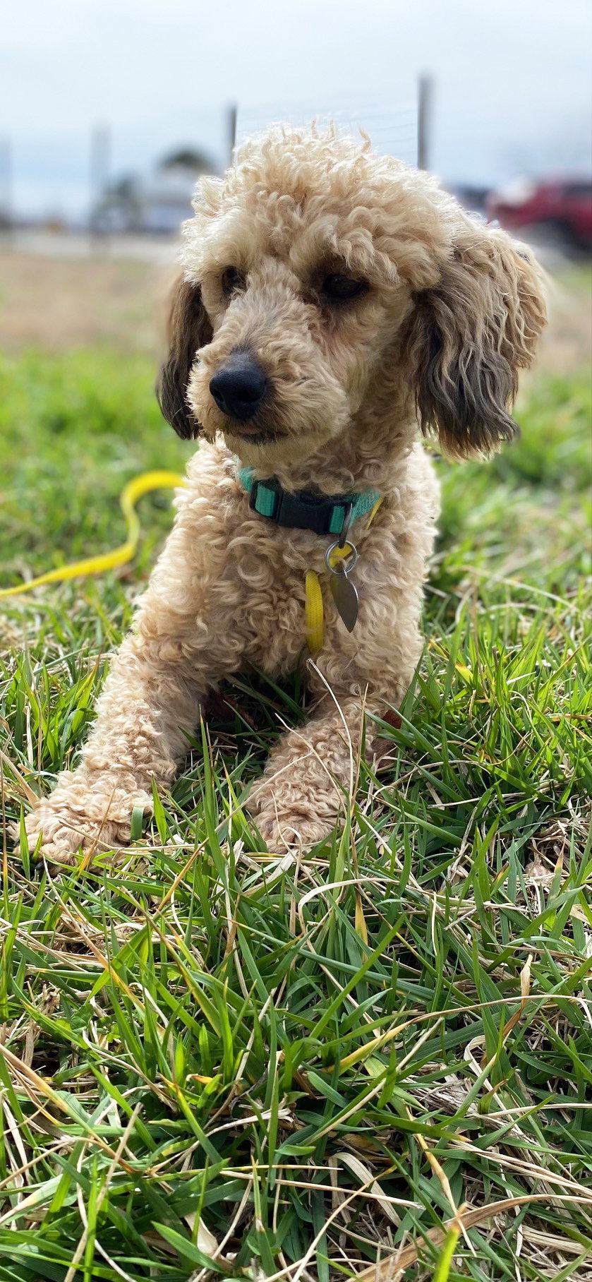 Dog Image