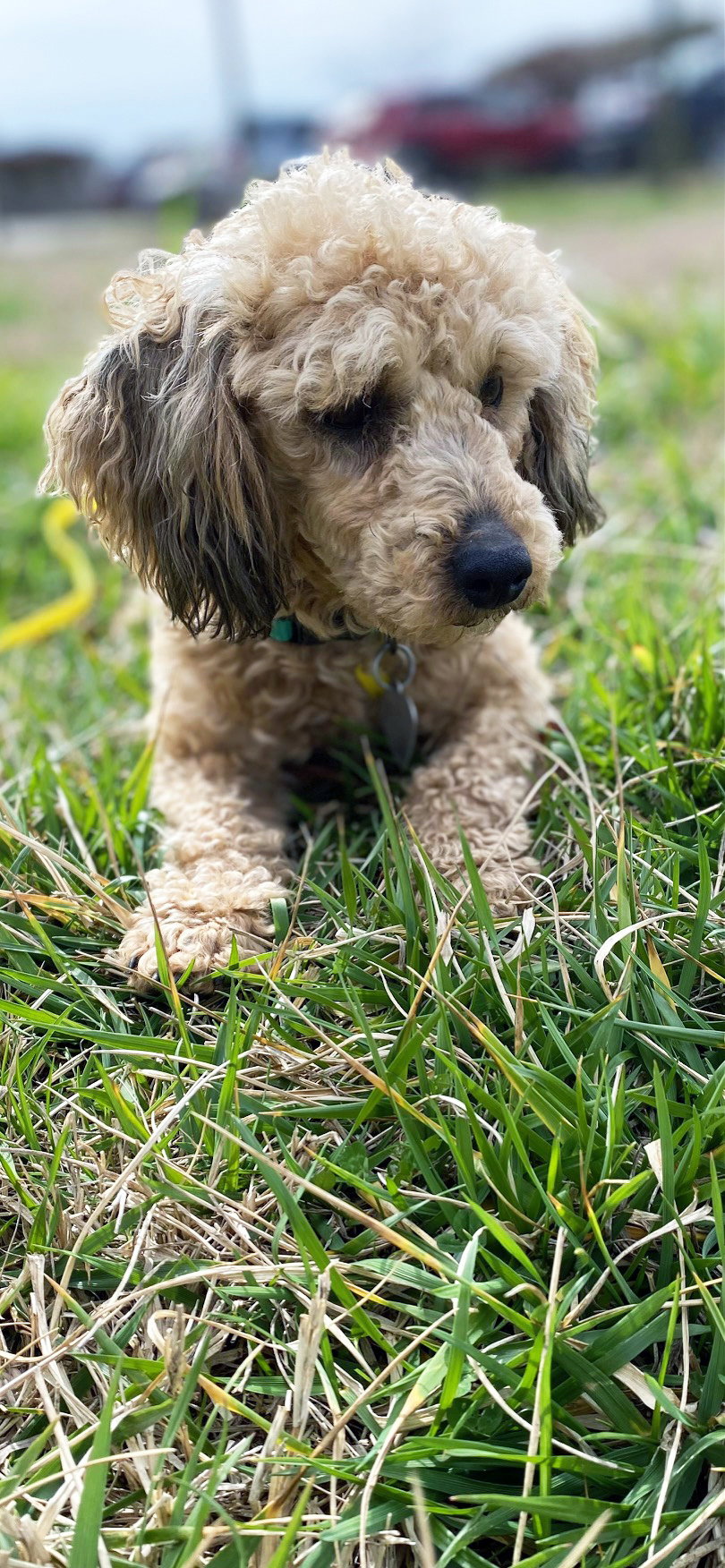Dog Image