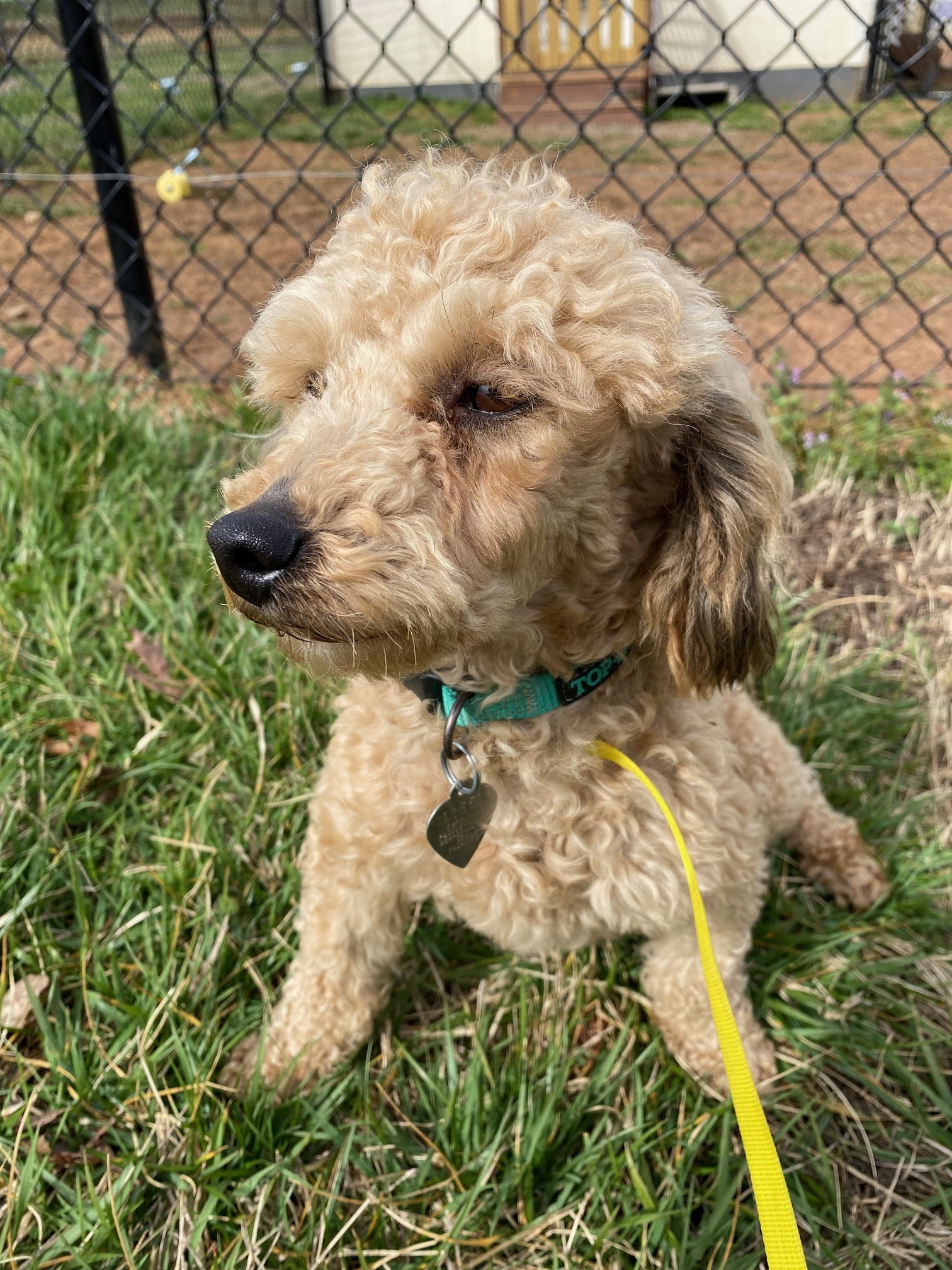 Dog Image