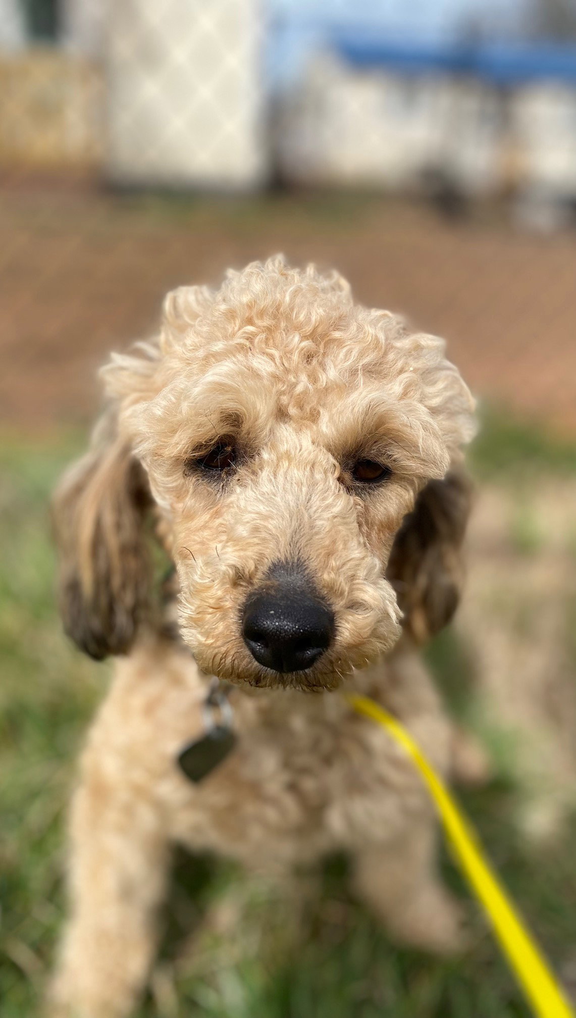 Dog Image