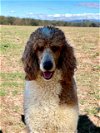 adoptable Dog in pacolet, SC named Fletcher OH Jan 24