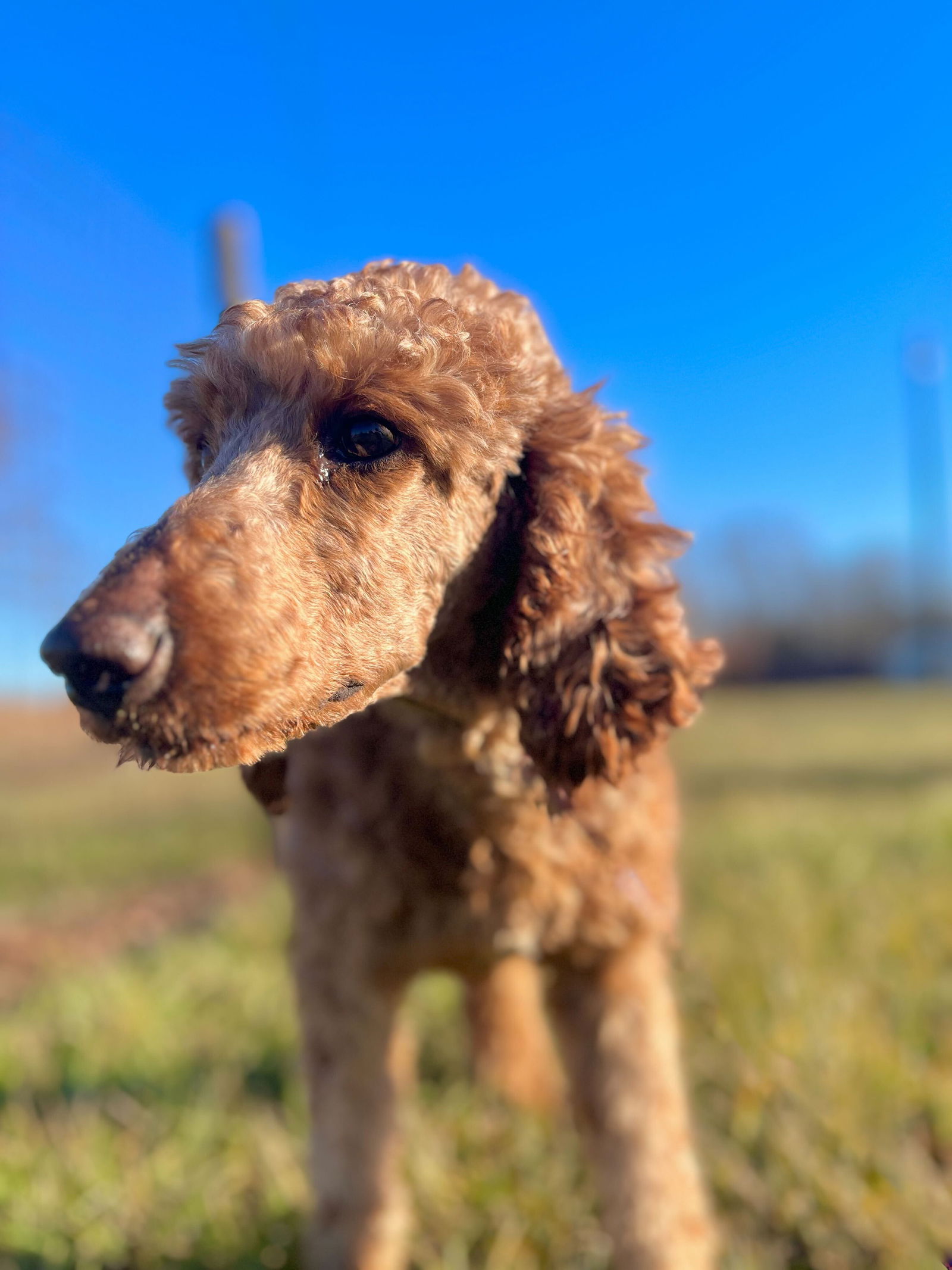 Dog Image