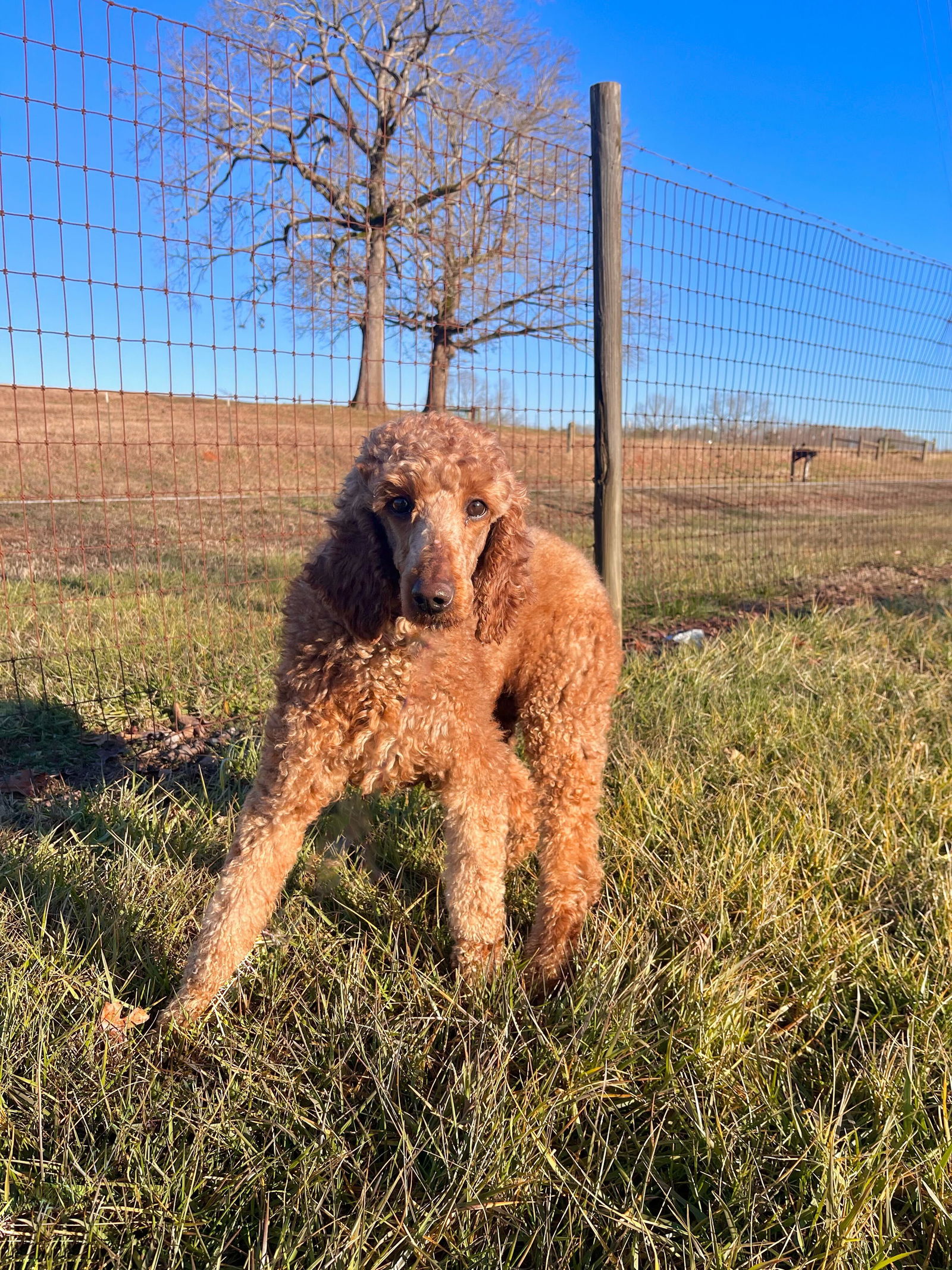 Dog Image