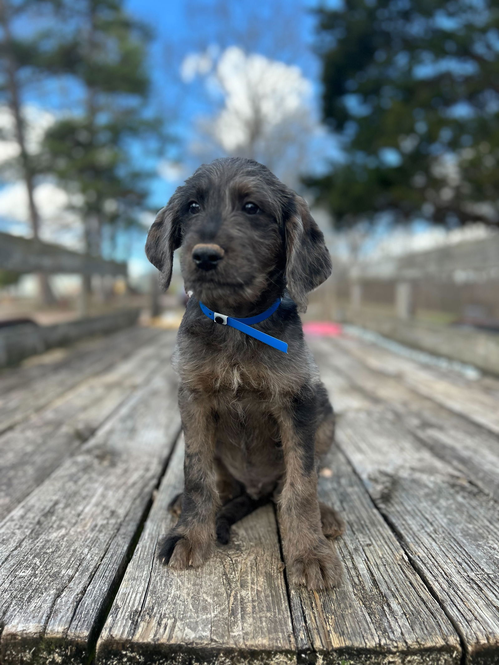 Dog Image