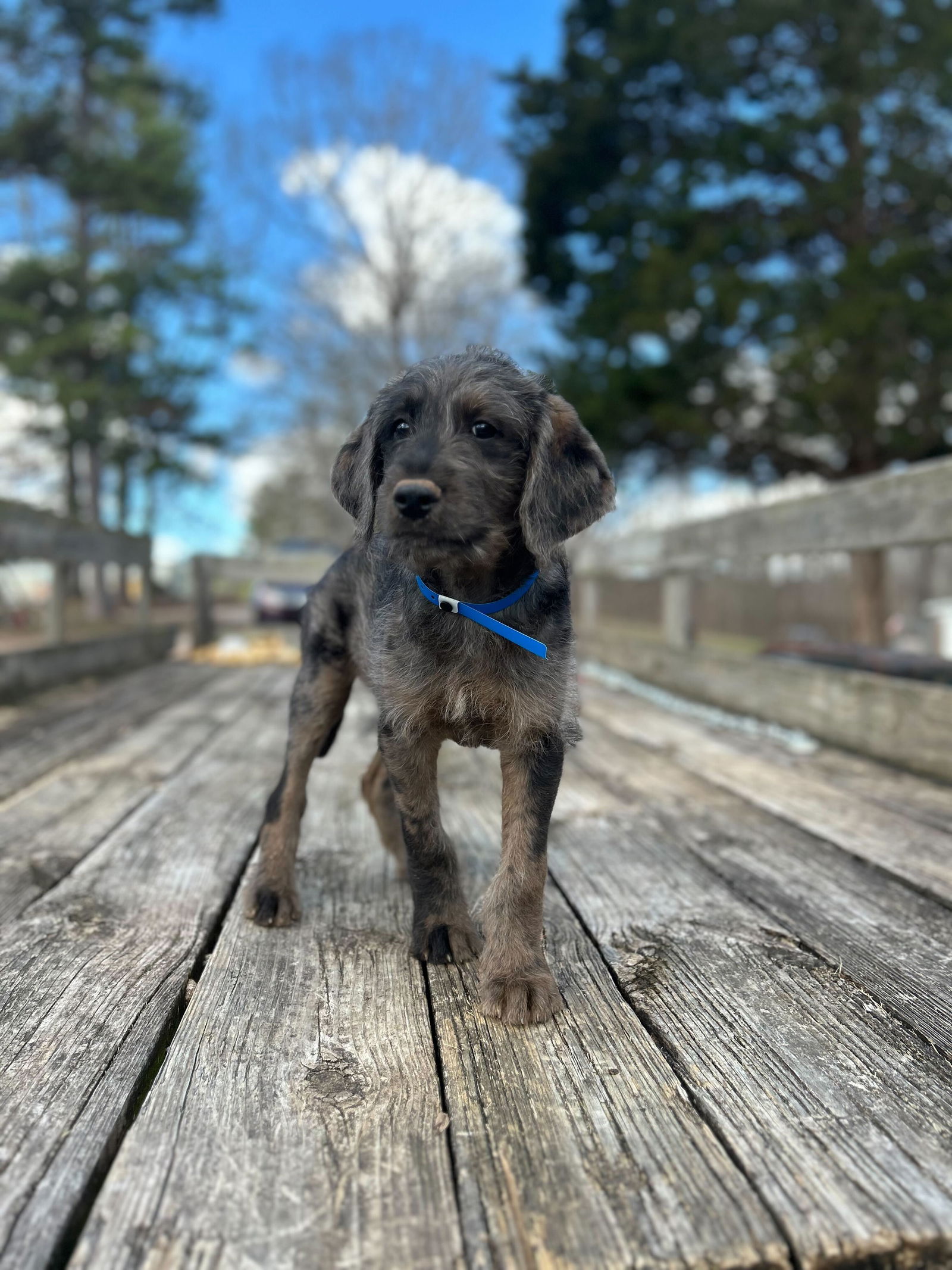 Dog Image