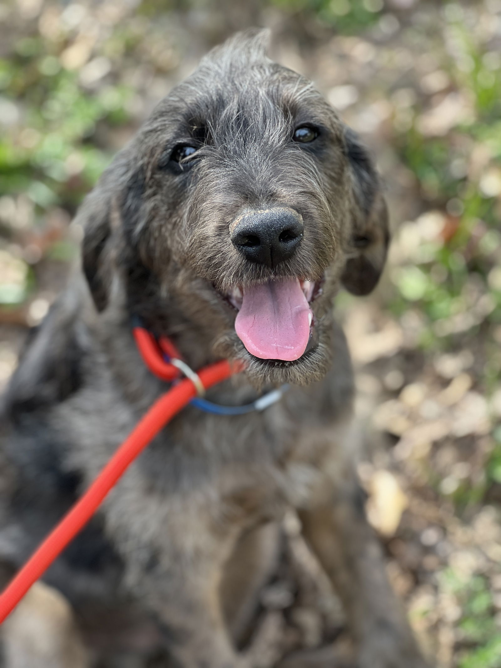 Dog Image