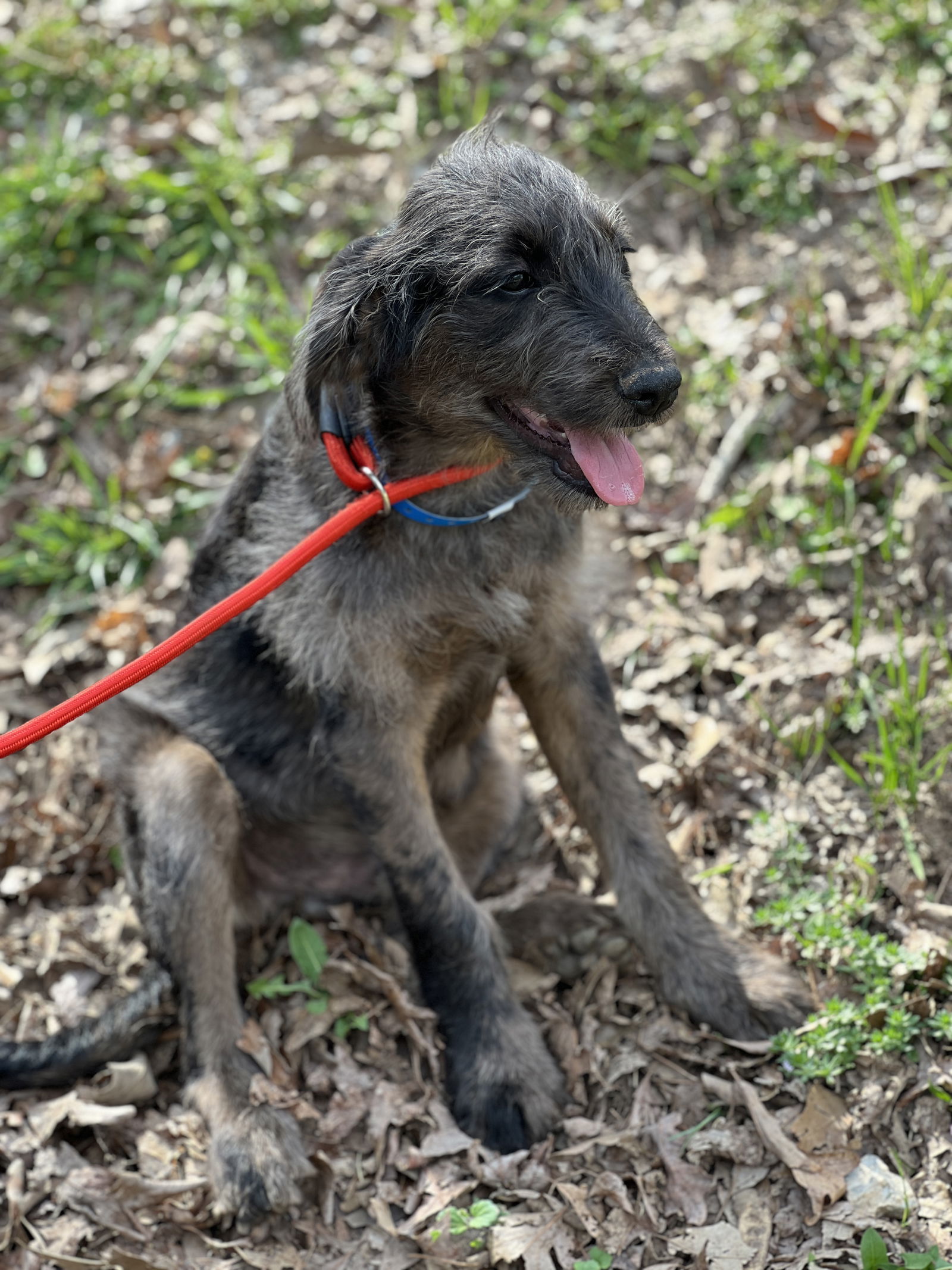 Dog Image