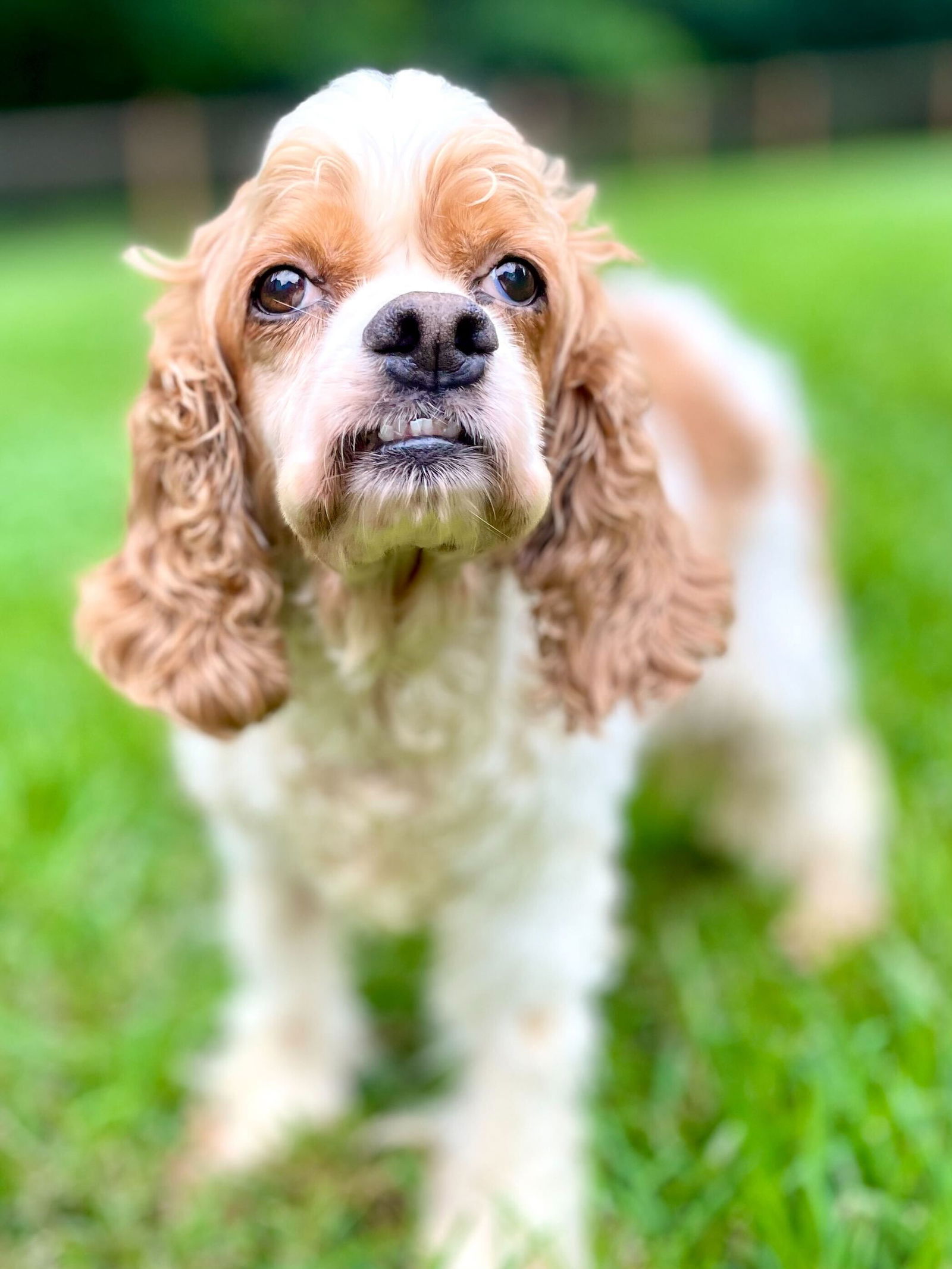 <strong> Ginger Jan 24 </strong> <br/> <small>Cocker Spaniel (medium coat)</small>