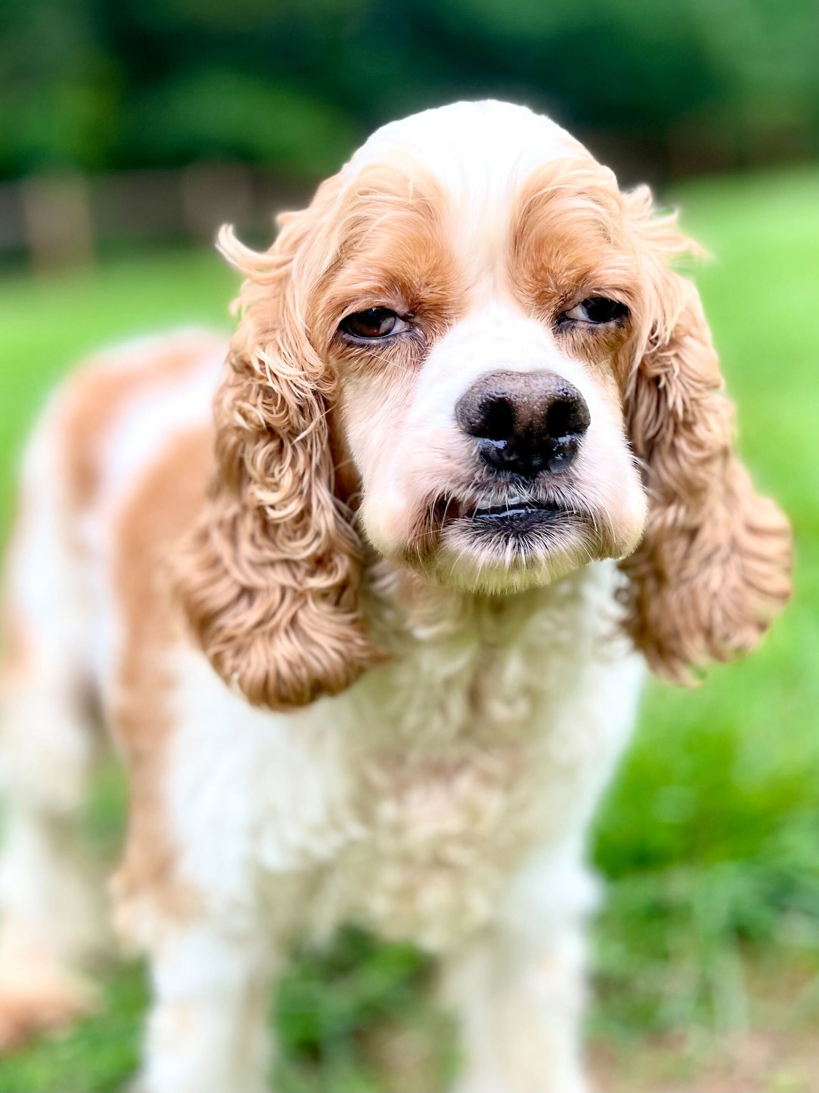 Dog Image