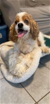 adoptable Dog in  named Ginger Jan 24 - A Special Hospice Baby