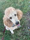 adoptable Dog in , SC named Sadie Carter Jan 24