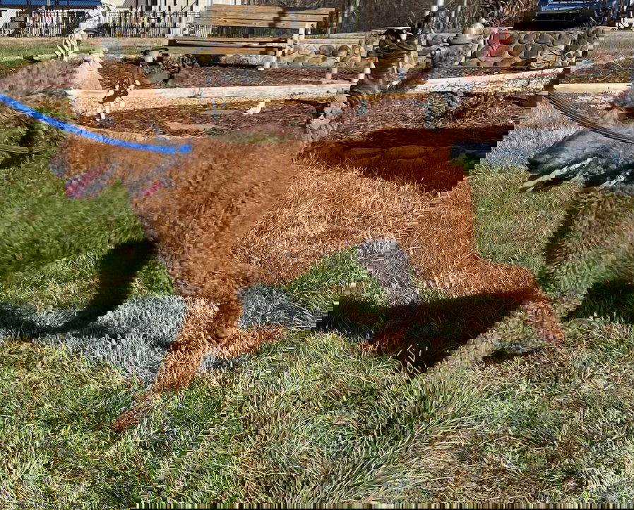 Dog Image
