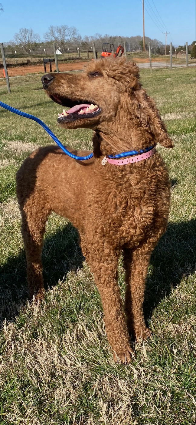Dog Image