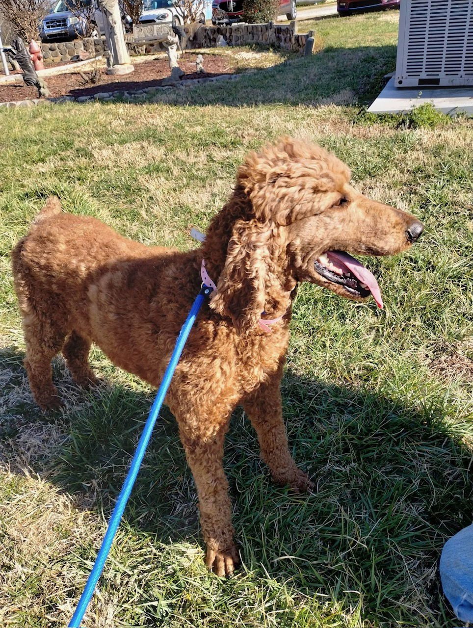 Dog Image
