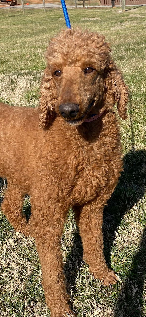 Dog Image