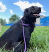 adoptable Dog in , SC named Laura Nelly Jan 24