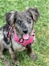 adoptable Dog in , SC named Sydney Dec 23 - A Fancy Pup
